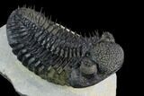 Spiny Drotops Armatus Trilobite - Top Quality Specimen #125097-3